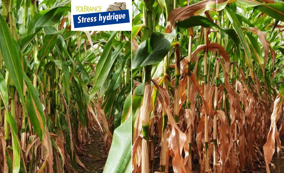 La tolérance au stress hydrique du maïs