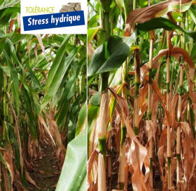 La tolérance au stress hydrique du maïs
